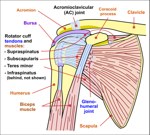 anatomie schouder